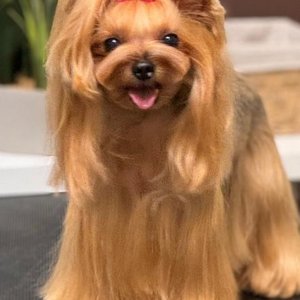Merlin Pet Grooming Salon image 3