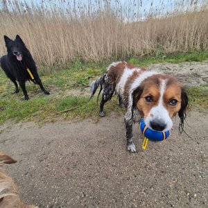 Petpals Rotterdam image 2