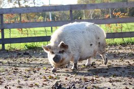 Kom naar de open dag van Zorgboerderij Suus