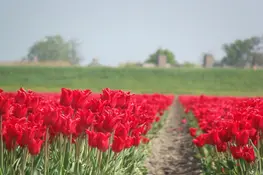 Tuinbouw van Waarde: provincie Zuid-Holland presenteert Tuinbouwvisie 2050 voor een sterke en duurzame sector