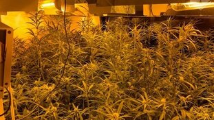 Hennepkwekerij aangetroffen in woning