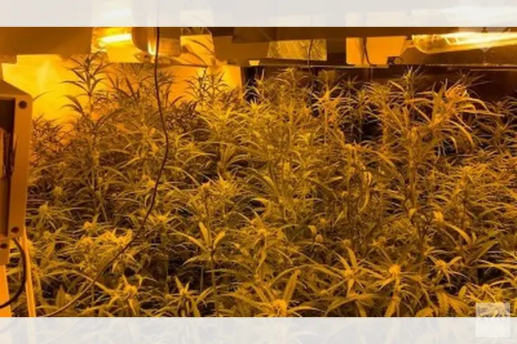 Hennepkwekerij aangetroffen in woning