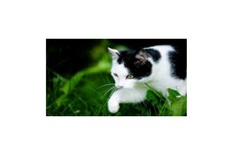 Zwerfkatten in Wassenaar