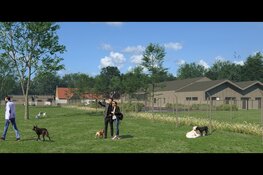 Privé hondentraining op maat door Corine den Haan bij Stichting Nationale Dierenzorg