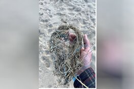 De Plastic Police zorgt voor schone stranden in Wassenaar
