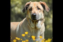 Stichting Nationale Dierenzorg is op zoek naar vrijwilligers!
