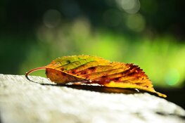 Droge en zachte novemberweek voor de boeg