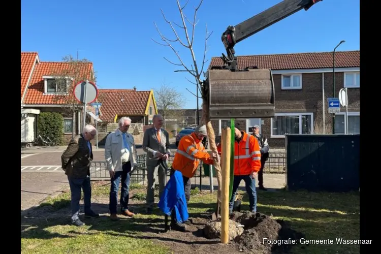 Vrijheidsboom geplant op het Schulpplein: een blijvend symbool van vrijheid