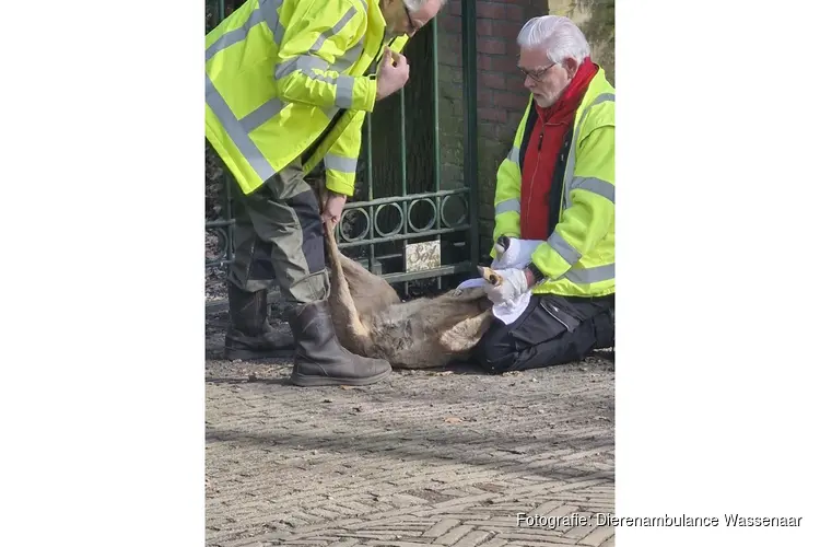 Onze Dierenambulance medewerkers redden jonge reeën!