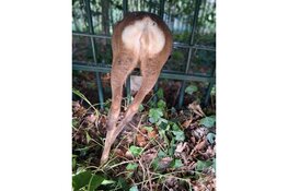 Onze Dierenambulance medewerkers redden jonge reeën!