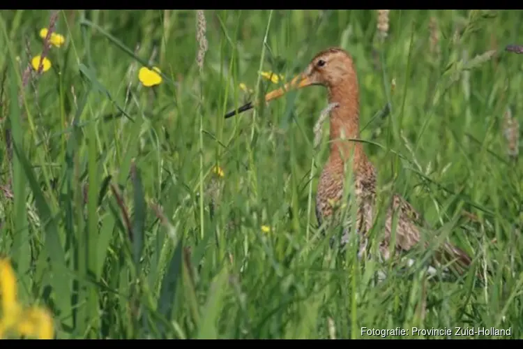 Subsidie ‘Verbeteren Leefgebied Boerenlandvogels’ opnieuw opengesteld in juni 2025