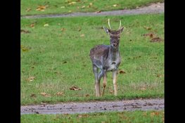 Opletten en snelheid aanpassen voor overstekend wild