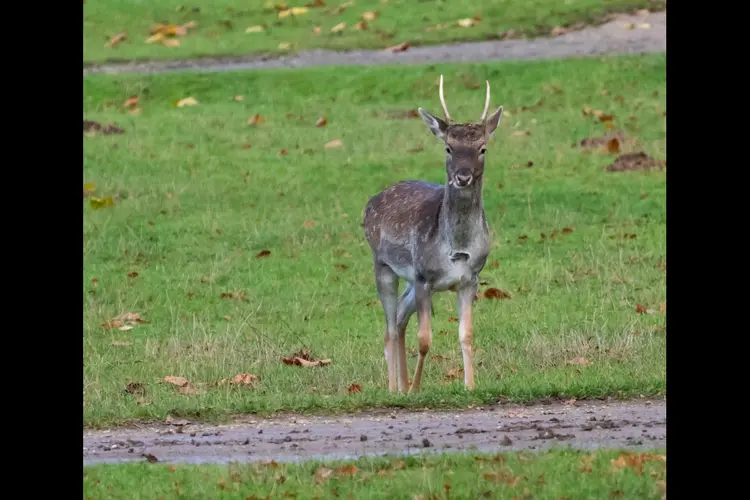 Opletten en snelheid aanpassen voor overstekend wild