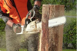 Zieke en dode bomenkap in december