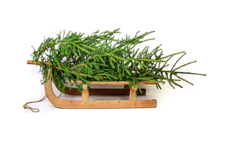 Kerstbomeninzameling op 7 januari