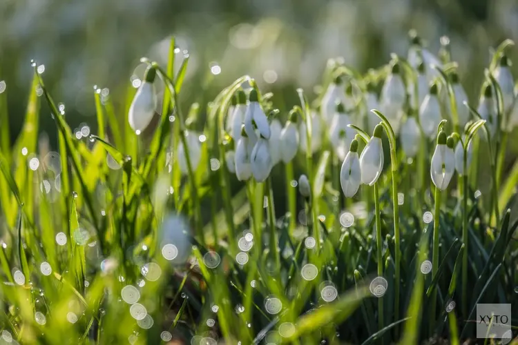 Weekend met grote verschillen door het hele land, weer geleidelijk wat zachter in laatste week januari